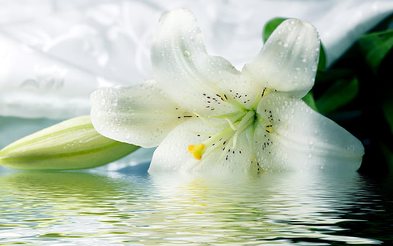 white lilies, flower, lilies, nature, white, beautyful, HD wallpaper