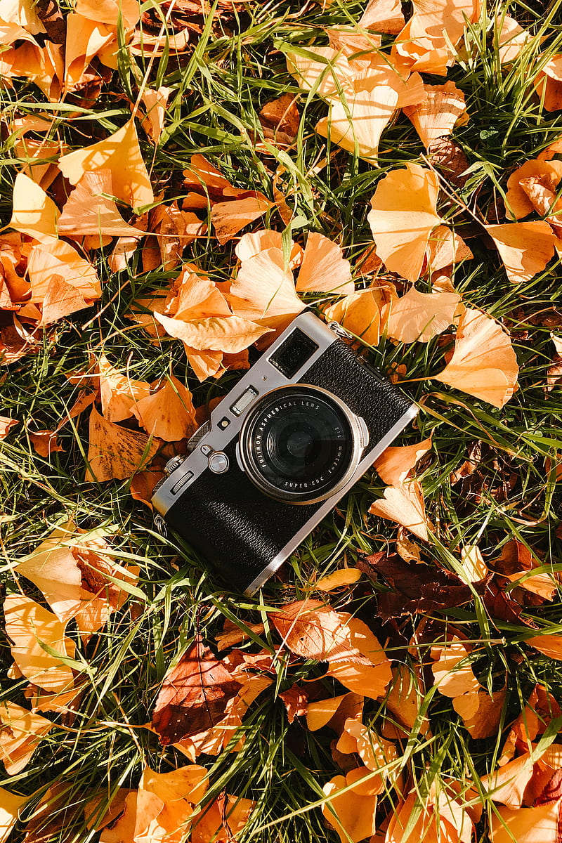 Camera, leaves, grass, HD phone wallpaper | Peakpx