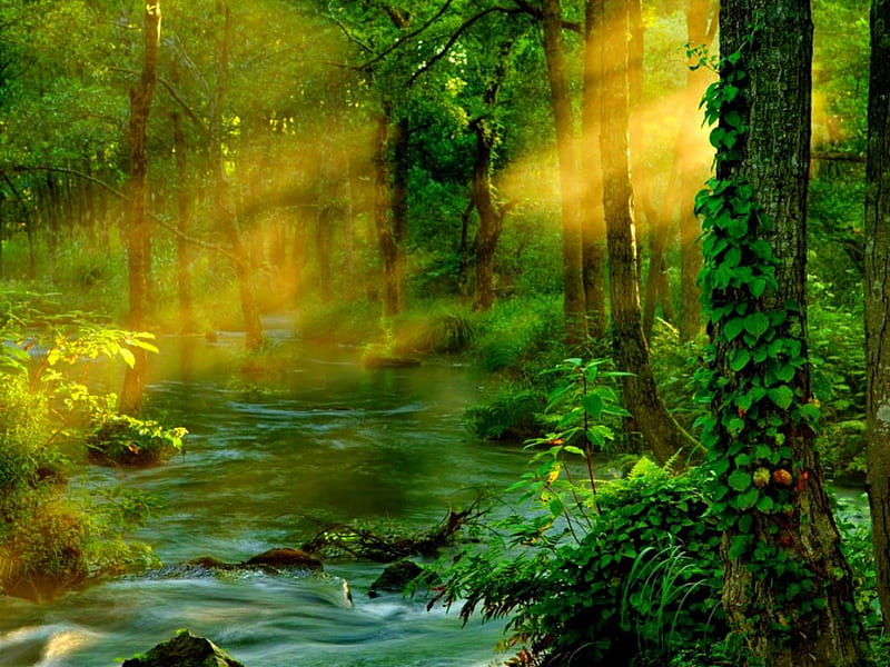 Magical forest, stream, bonito, magic, nice, green, path, river, enchanted, forest, lovely, sunlight, creek, trees, water, rays, magical, sunshine, nature, HD wallpaper