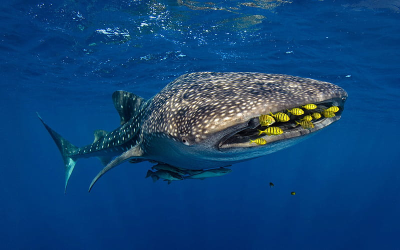 whale shark, underwater world, gold carang, predator, shark, ocean, HD wallpaper