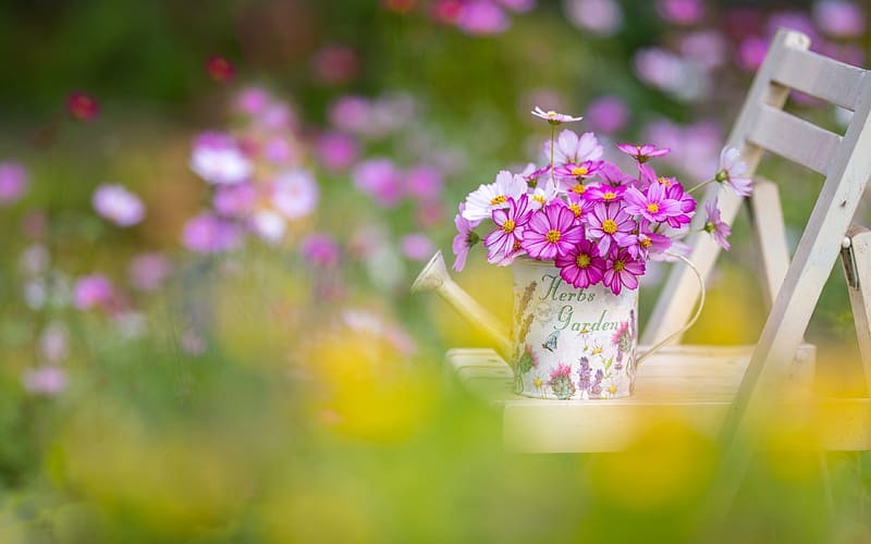 :), summer, pink, green, flower, cosmos, mini, watering can, vara, HD wallpaper