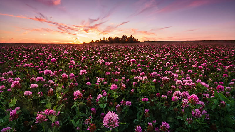 Field With Beautiful Pink Flowers During Sunrise Nature, HD wallpaper