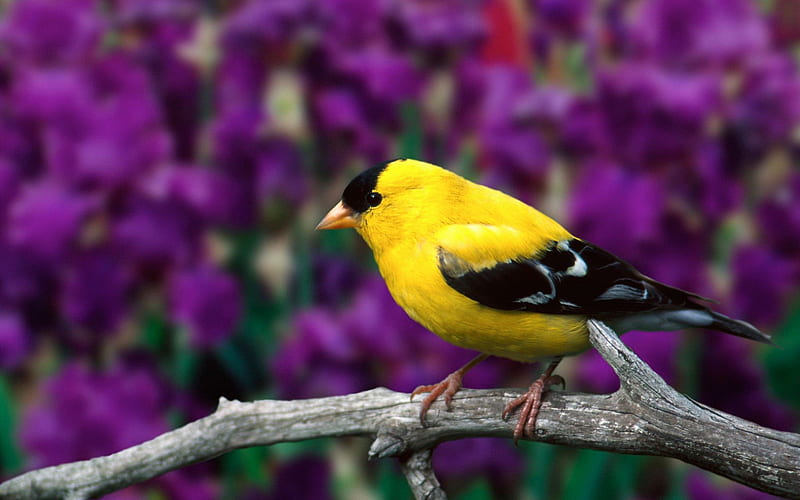 American Goldfinch-Animal selected, HD wallpaper