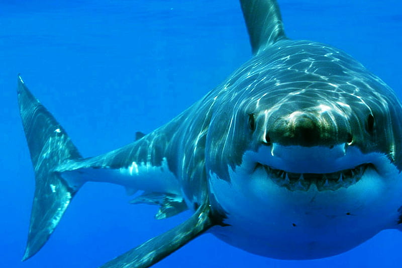 A Great White Smile, Shark, Great White, Animals, Sea, Ocean, Nature, HD wallpaper