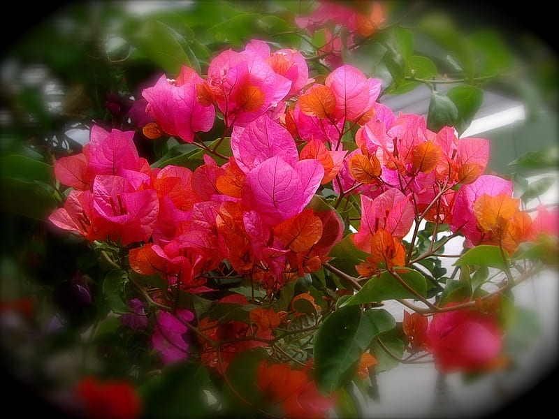 Pink Orange Bougainvillea, flower, bougainvillea, pink, orange, HD wallpaper