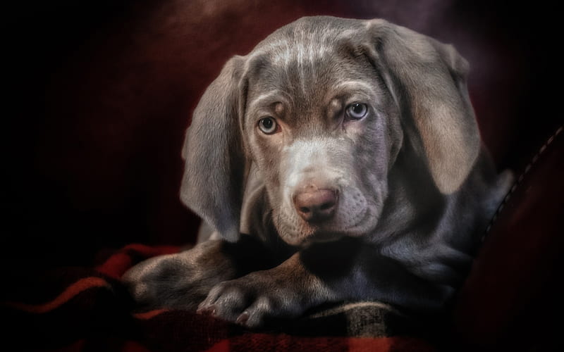 Weimaraner, little gray puppy, cute little puppies, small dog, pets, HD wallpaper