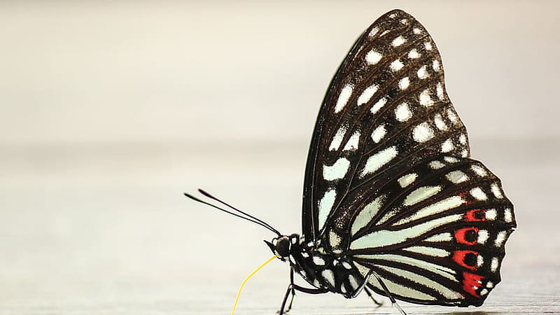 White Black Red Papilio Butterfly In Blur Background Butterfly, HD wallpaper