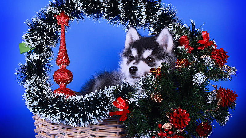 Baby Husky Pet Dog Is Sitting On Basket With Decorated With Pine Cone Like Christmas Decoration Animals, HD wallpaper