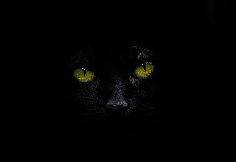 Cat Oled , cat, animals, monochrome, black-and-white, dark, black, HD wallpaper