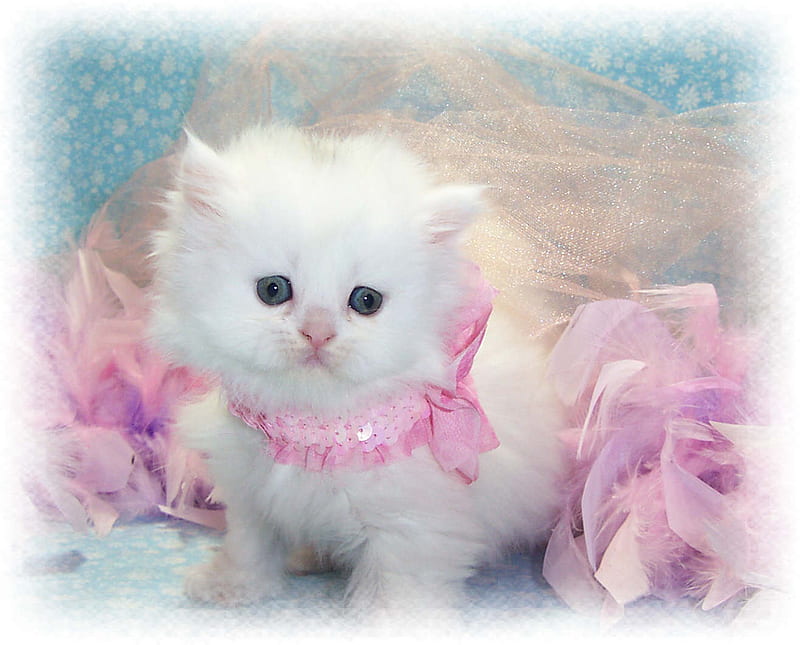 sweetie, white, kitten, pink, HD wallpaper