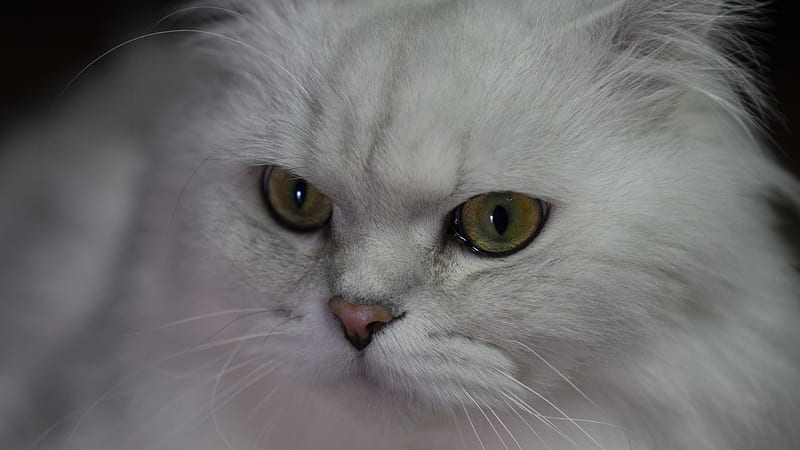 Closeup View Of White Cat With Stare Look Cats, HD wallpaper