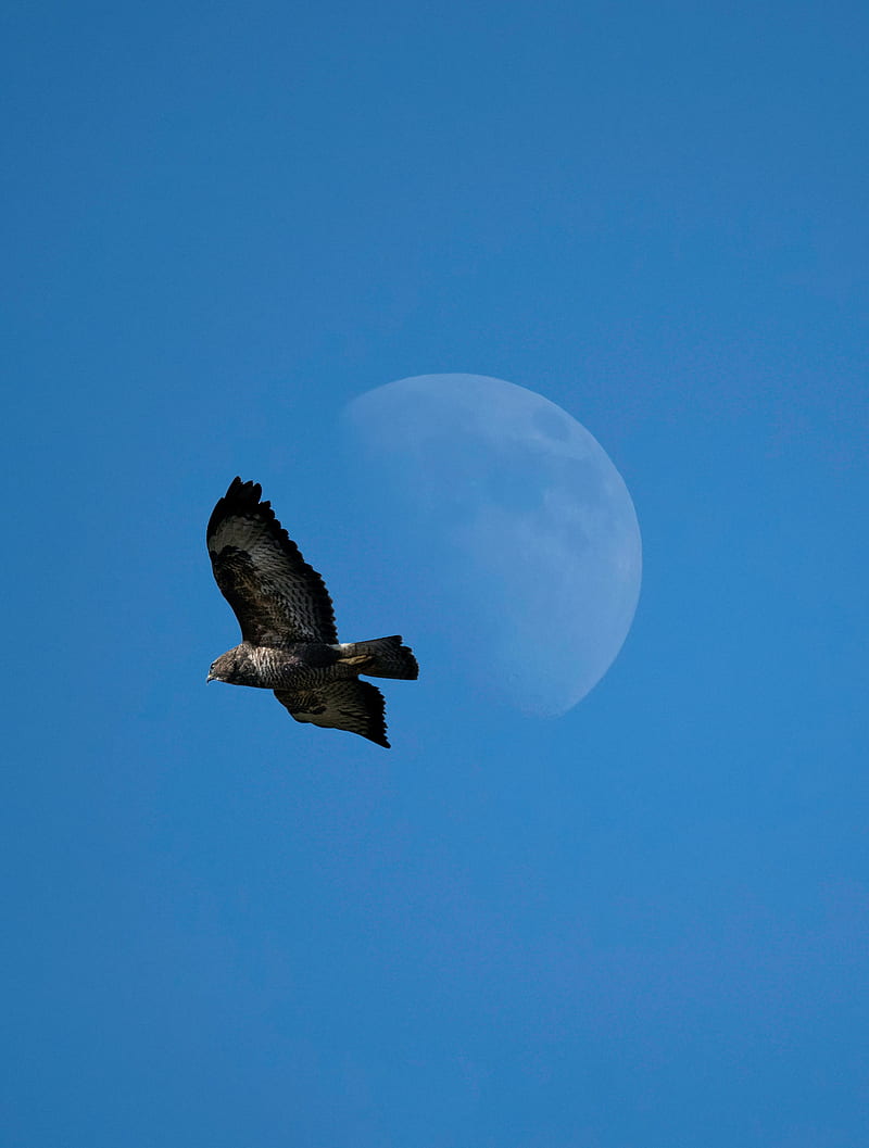 common buzzard, bird, moon, sky, HD phone wallpaper
