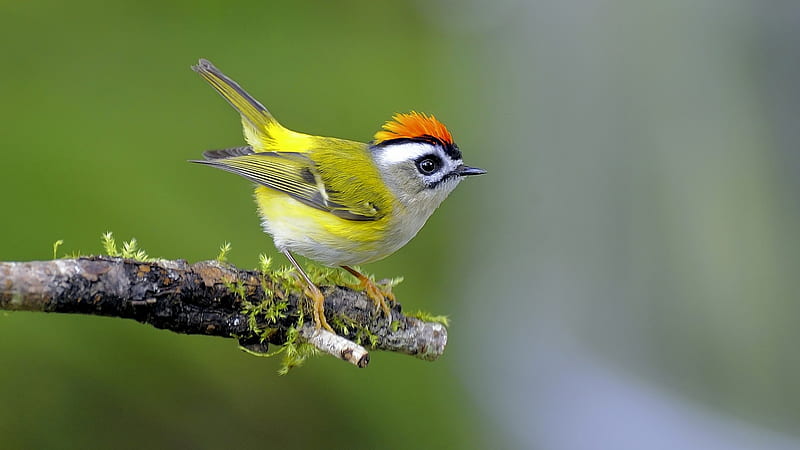 GOLDCREST, WINGS, COLORS, FEATHERS, LIMB, HD wallpaper