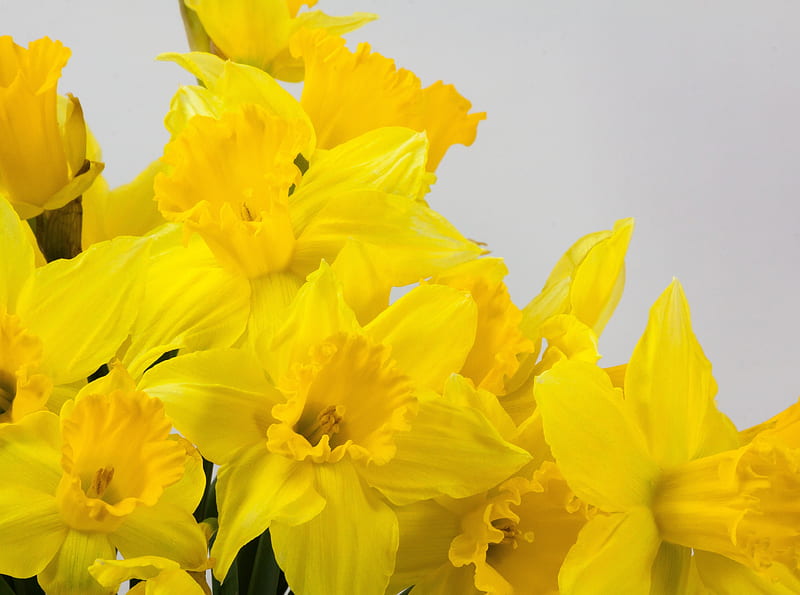 Beautiful Yellow Daffodils Flowers Spring Ultra, Seasons, Spring, Yellow, Flowers, Easter, Blooming, Daffodil, Springtime, Narcissus, perennial, HD wallpaper