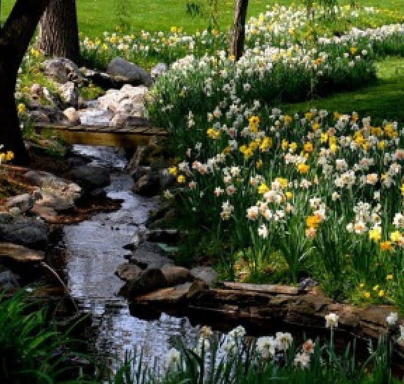 Spring garden, water, daffodils, flowers, garden, nature, spring, HD wallpaper