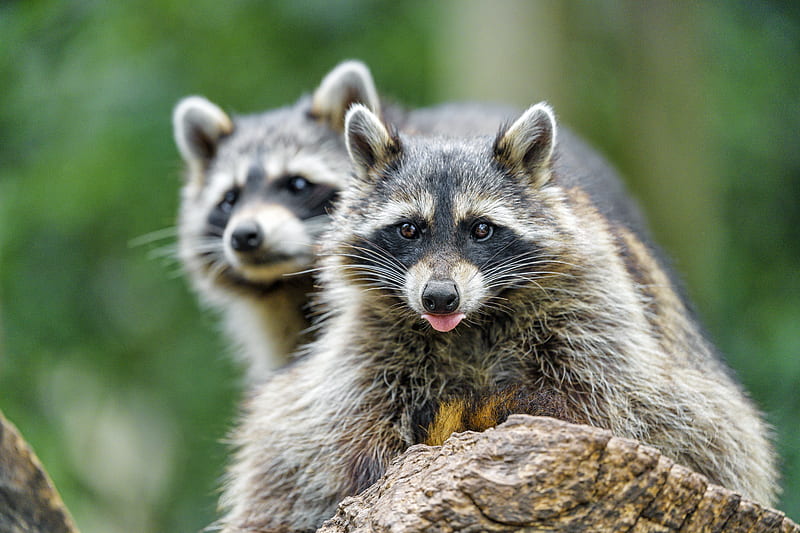 raccoon, animal, protruding tongue, muzzle, HD wallpaper