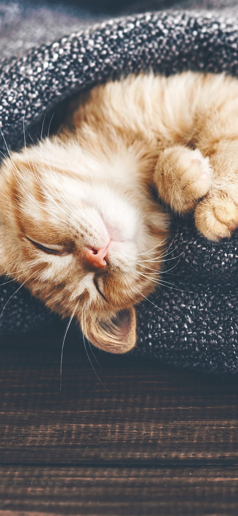 Cat, cute, cat, kitten, sleep, HD phone wallpaper