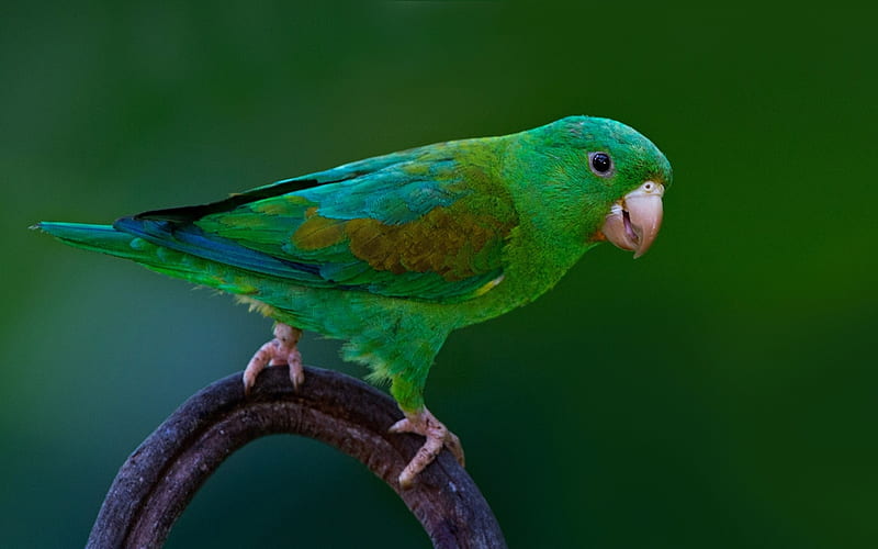 Parrot, bird, green, pasare, slender billed rufous gorgeted, HD wallpaper