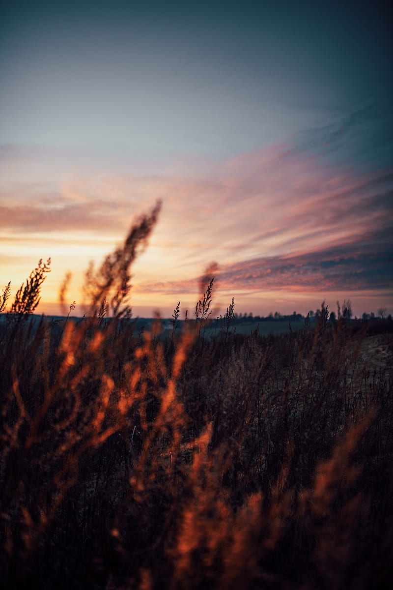 field, grass, dusk, nature, evening, HD phone wallpaper