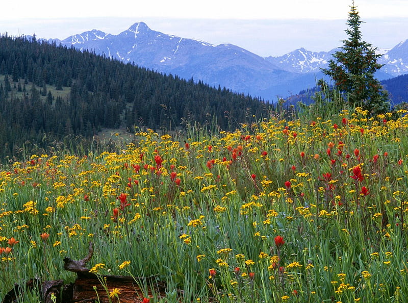 wildflowers-santuário pass colorado., nice, montanhas, nature, flowers, HD wallpaper