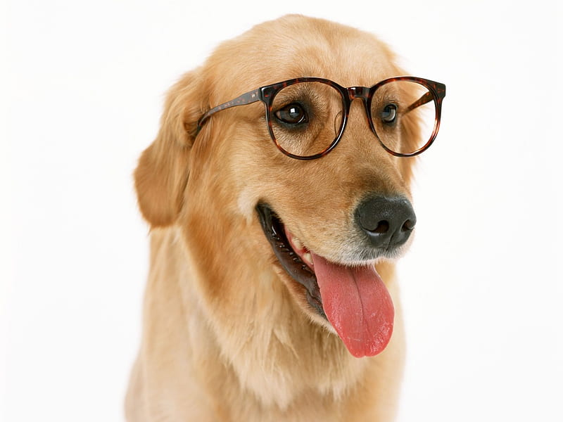 I CAN SEE NOW AND THE EYES HAVE IT, glasses, cute, adorable, canine, HD wallpaper
