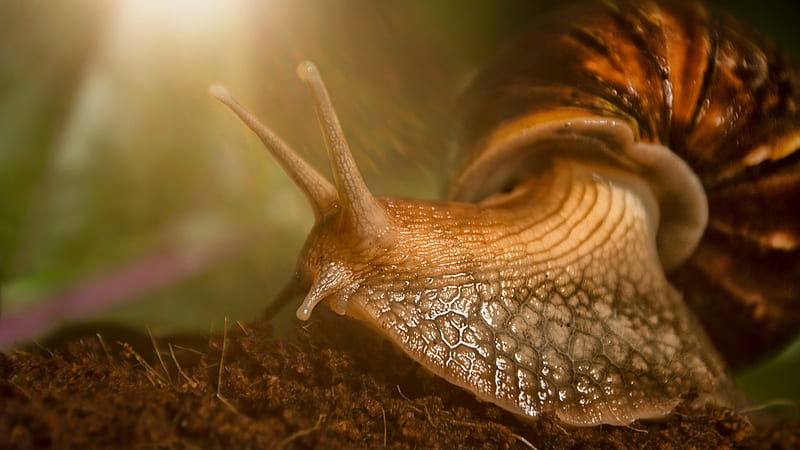 Macro Snail Animals, HD wallpaper