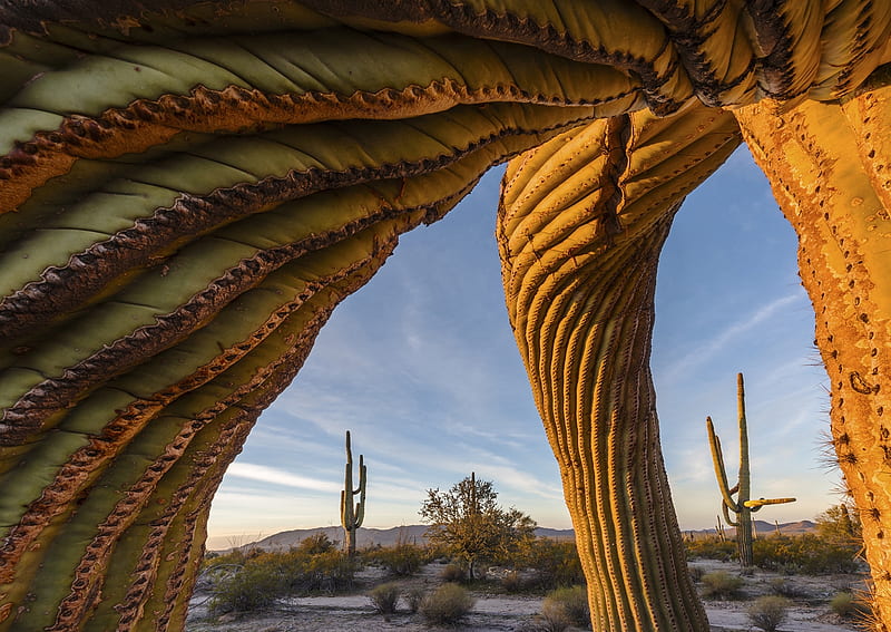 Saguaro twist, Sand Tank mountains, 200 years old, Saguaro cacti, 36 feet tall, HD wallpaper