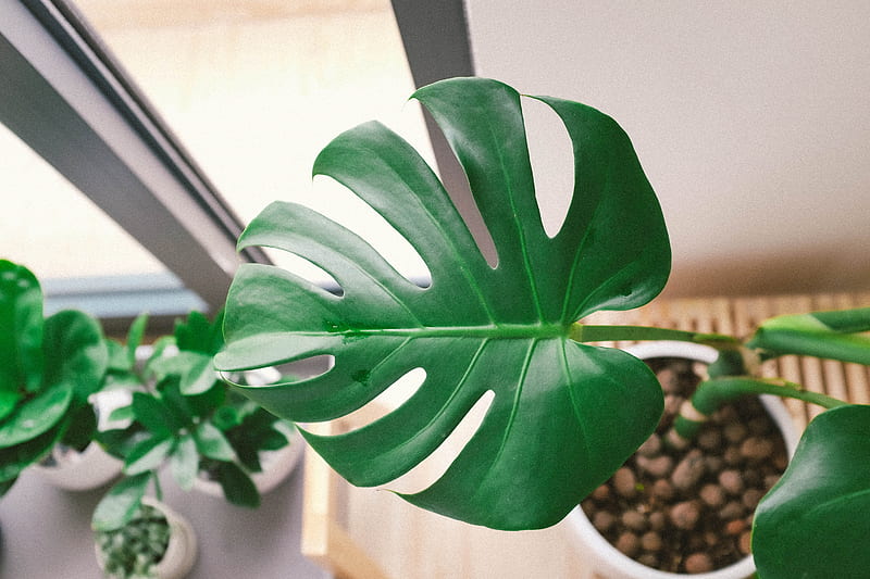 green plant in pot beside window, HD wallpaper