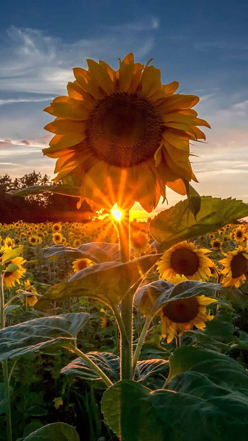 Sunflower, natural, sunflowers, HD phone wallpaper