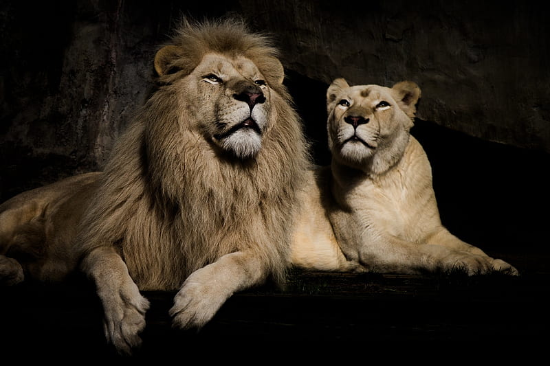 Pareja de leones, depredador, pareja, animal, león, salvaje, Fondo de  pantalla HD | Peakpx