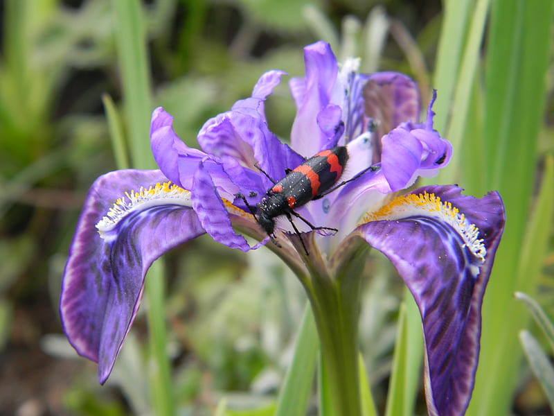 mountain liliy, pretty, beetle, black, bonito, bug, mountain, purple, flower, lily, HD wallpaper