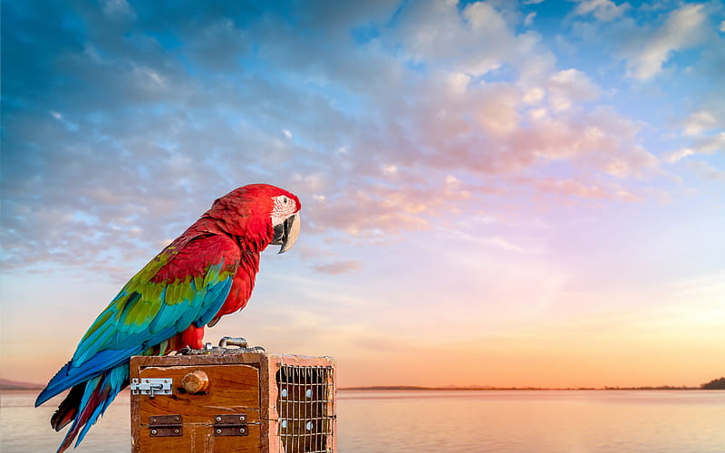 Scarlet macaw, red parrot, macaw, beautiful red bird, traveling concepts, summer, sunset, parrots, HD wallpaper