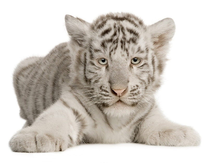 Adorable white tiger cub, big cat, cub, adorable, tiger, white, HD wallpaper