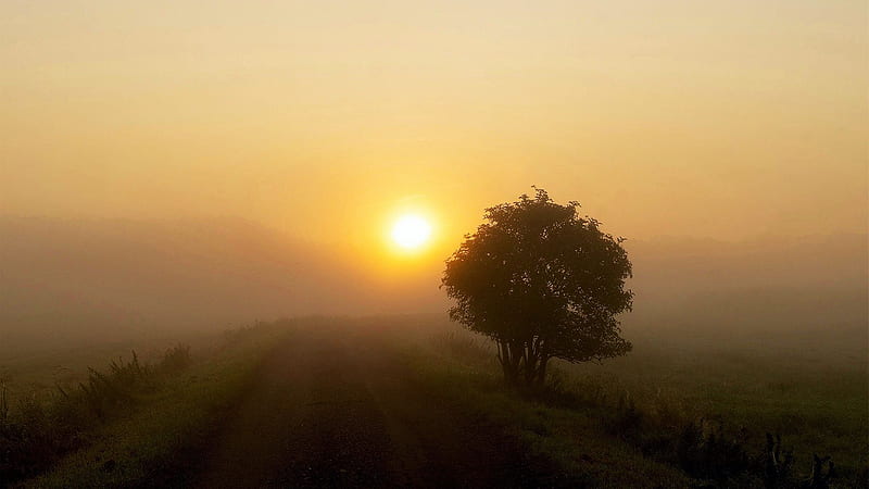 Misty Sunrise in Northern Germany, autumn, sun, fields, tree, HD wallpaper