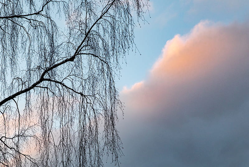 tree, branches, clouds, sky, HD wallpaper