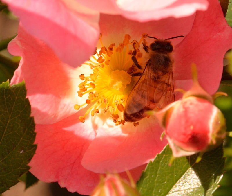 Worker Bee At Work, bee pollination, honeybee, worker bee, macro bee, HD wallpaper