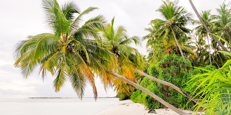 Maldives, beach, crystal, honeymoon, magoodhoo, nature, palm, sunny, HD wallpaper