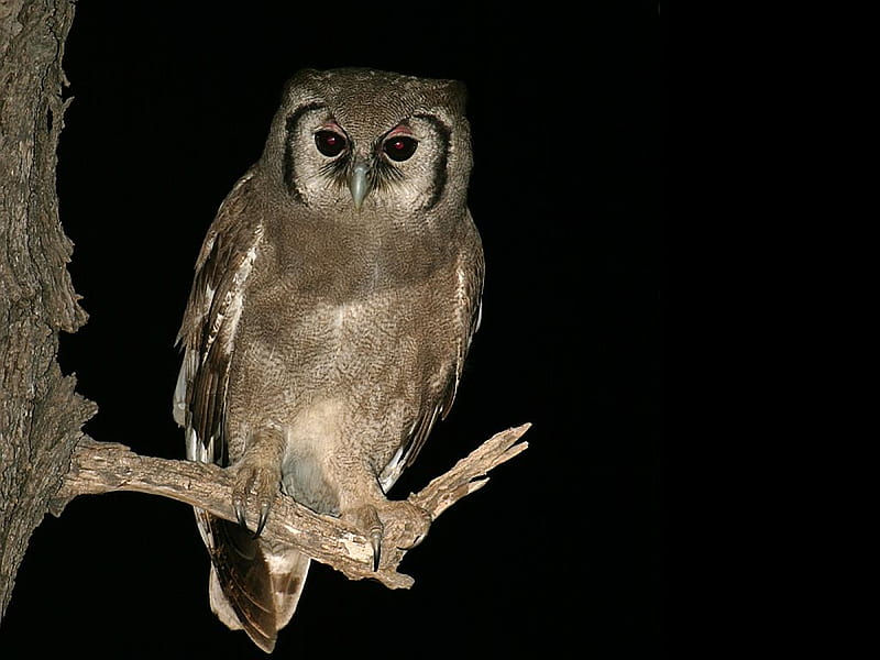 Eagle_Owl, at night, cool, eagle-owl, HD wallpaper