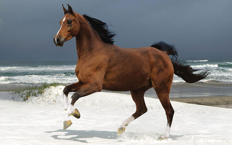 norwegian beach warmblood, animals, horses, HD wallpaper