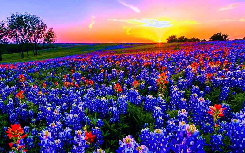 Texas Bluebonnets, blossoms, sunset, sky, field, colors, HD wallpaper