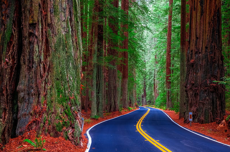 Redwood State Park, California, leaves, usa, road, trees, mammoth, HD wallpaper