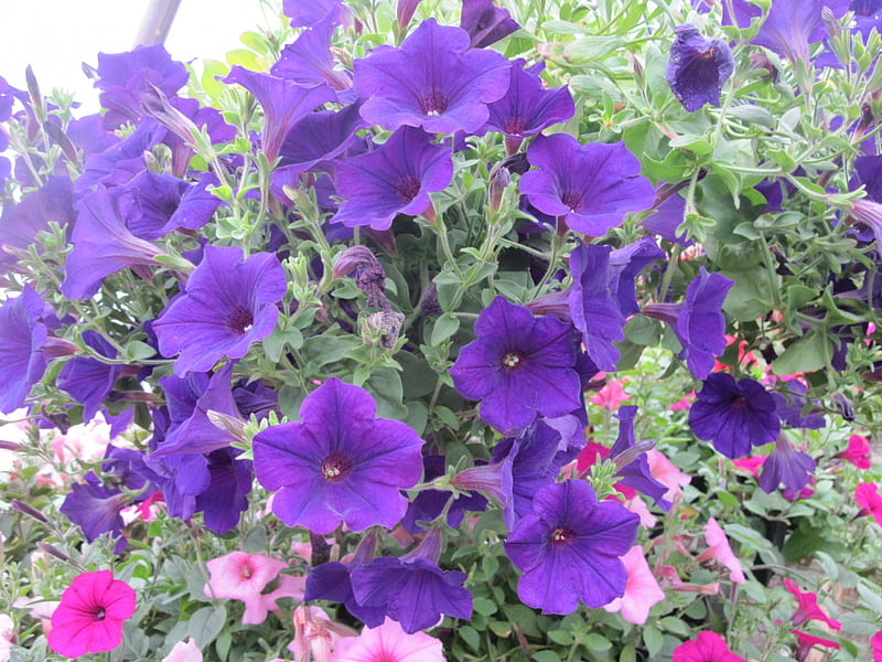 Flowers day at the greenhouse 55, red, graphy, purple, green, garden, Flowers, pink, petunias, HD wallpaper