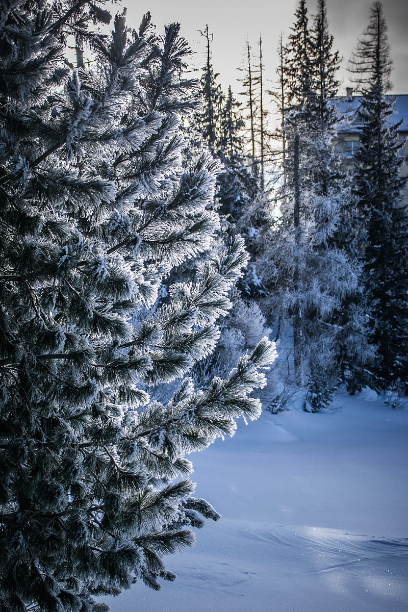 winter, snow, tree, snowy, frost, frosty, HD phone wallpaper
