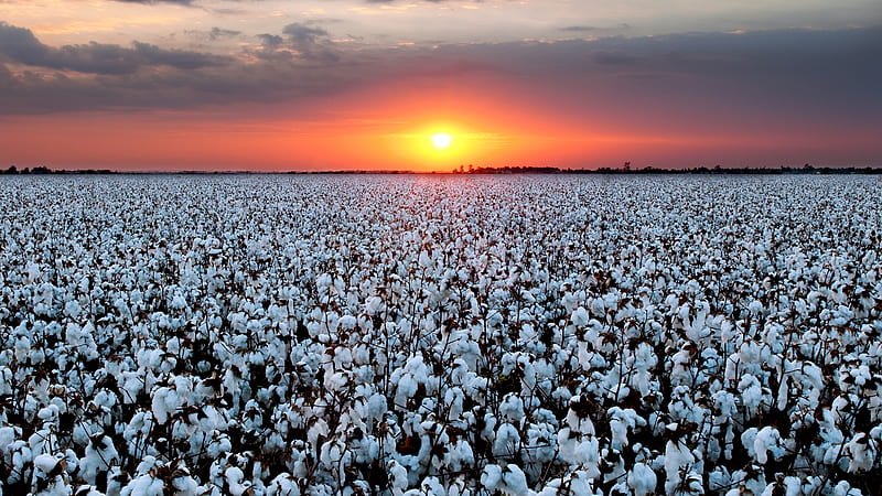cotton field at sunset, spring, sunset, sky, cotton plants, HD wallpaper