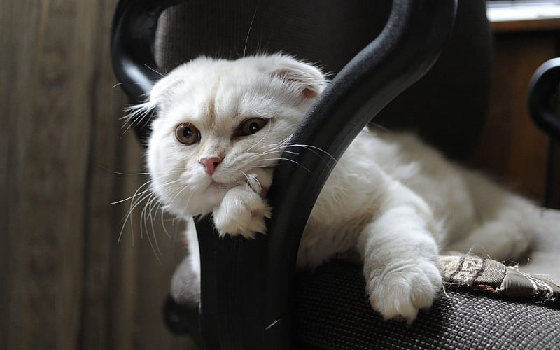pose, scottish fold, white cat, chair, HD wallpaper