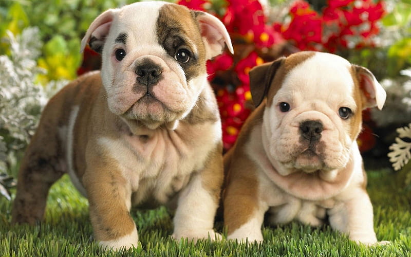 English bulldog, puppies, cute animals, Small dogs, small puppies, HD wallpaper