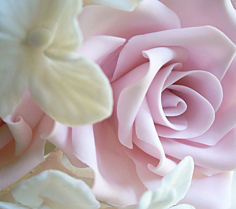 Soft Pink Rose, soft pink, HD wallpaper