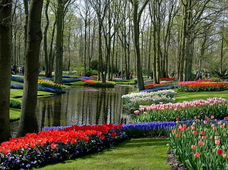 Keukenhof Park Holland, keukenhof park, plants, plenty, flowers, bonito, trees, holland, lake, HD wallpaper