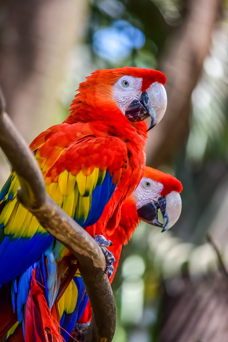 macaw, parrots, birds, colorful, wildlife, HD phone wallpaper