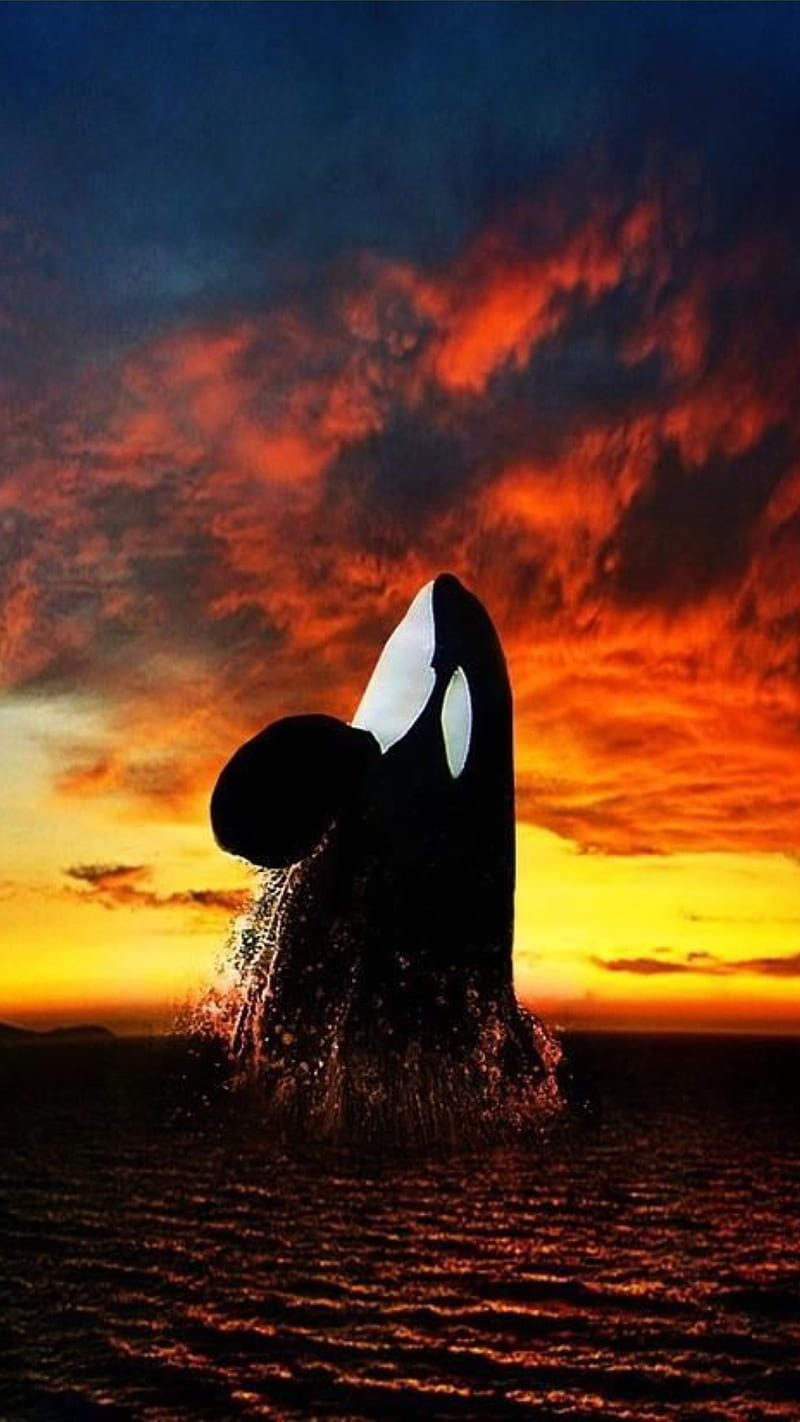 Orca, killer whale, HD phone wallpaper | Peakpx